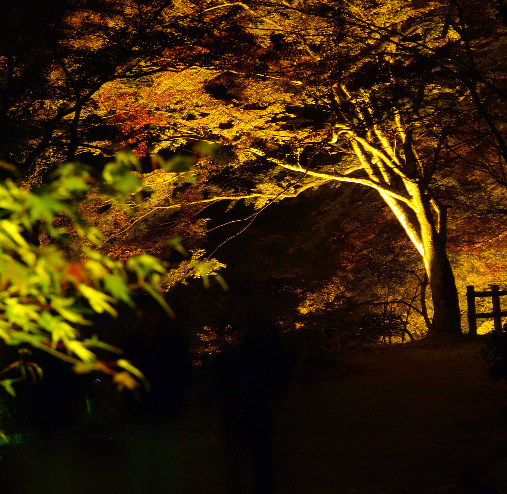 香嵐渓の紅葉