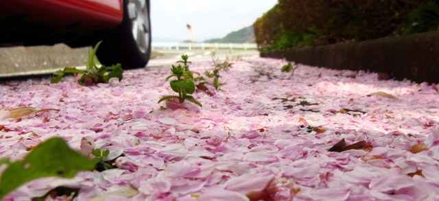 美杉の桜