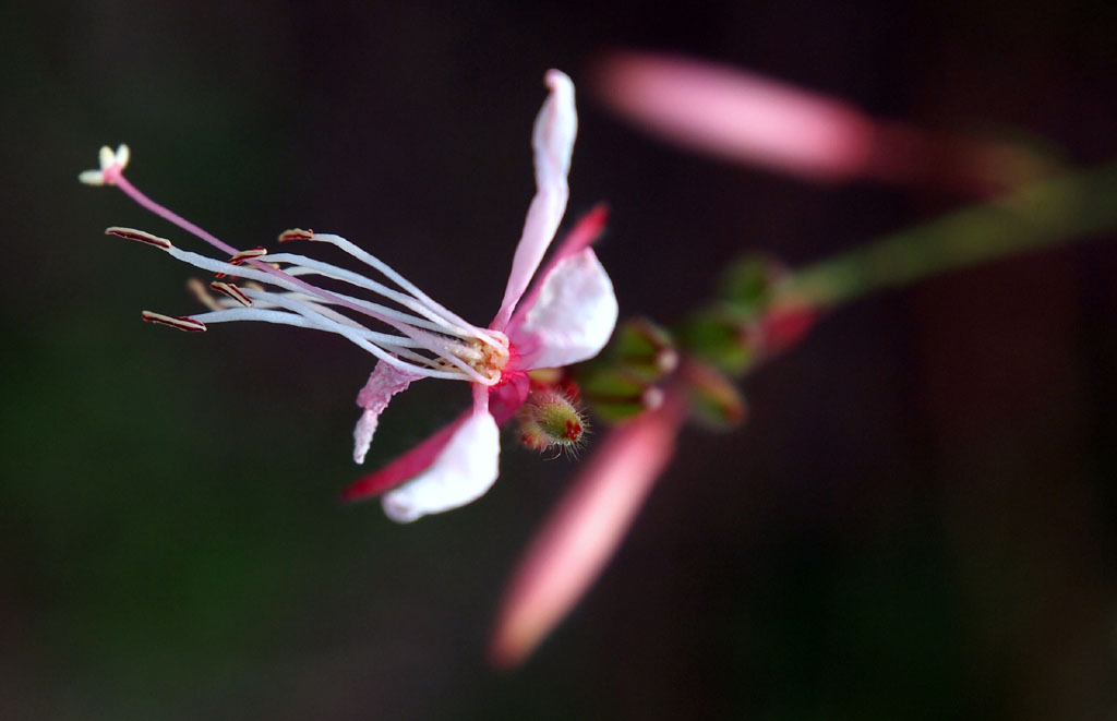 FLORA