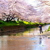 五条川の桜