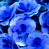452513_Oxdpf