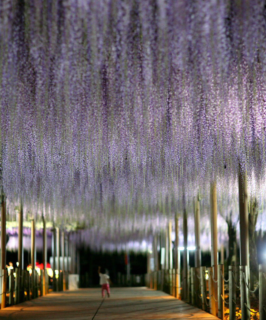 曼荼羅寺公園　夜の藤