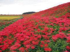 半田市２００万本の彼岸花