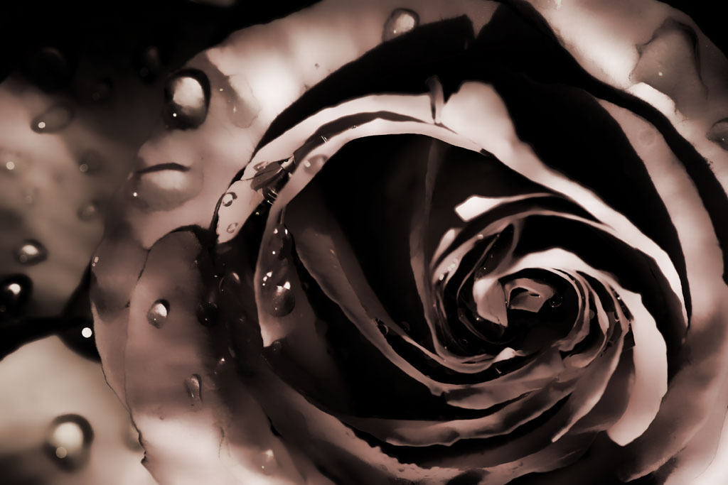 薔薇