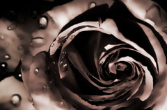 薔薇