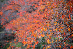 桜紅葉