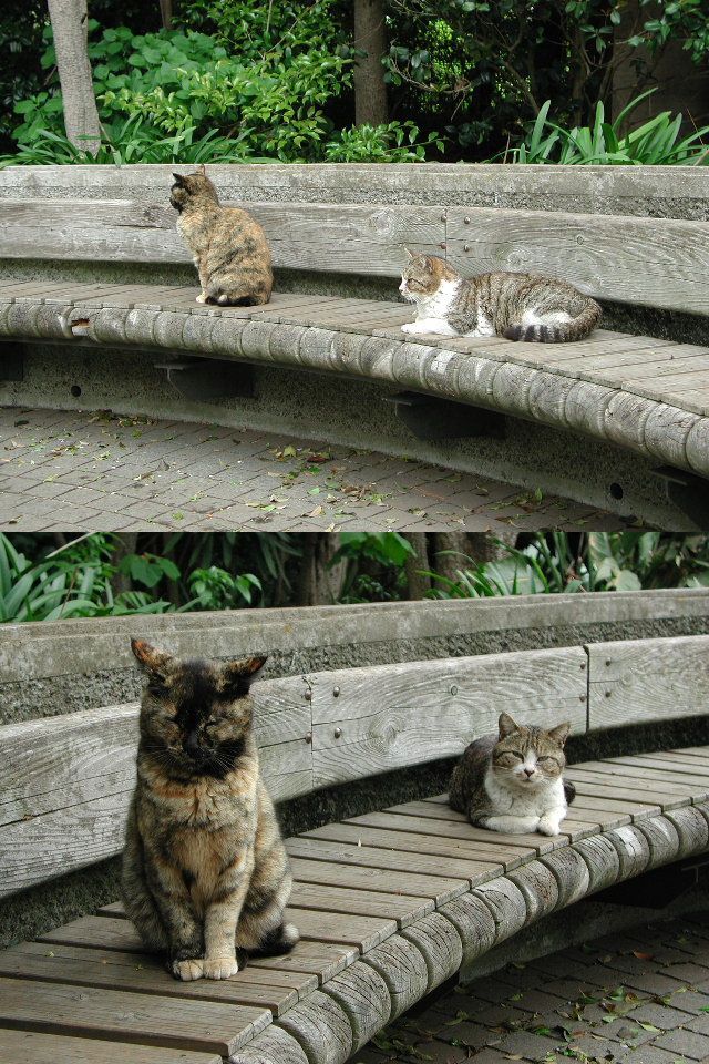 ２つの角度からネコを撮る