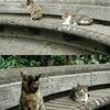 ２つの角度からネコを撮る