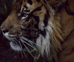 Sumatran Tiger