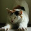 のび