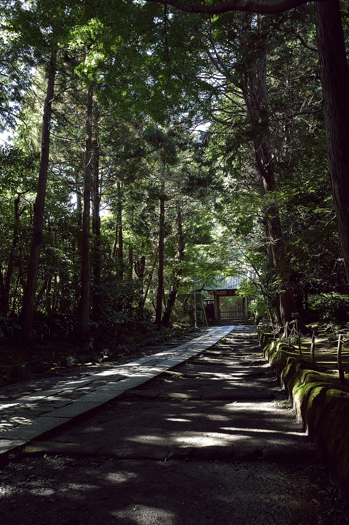 木漏れ日が落ちる参道