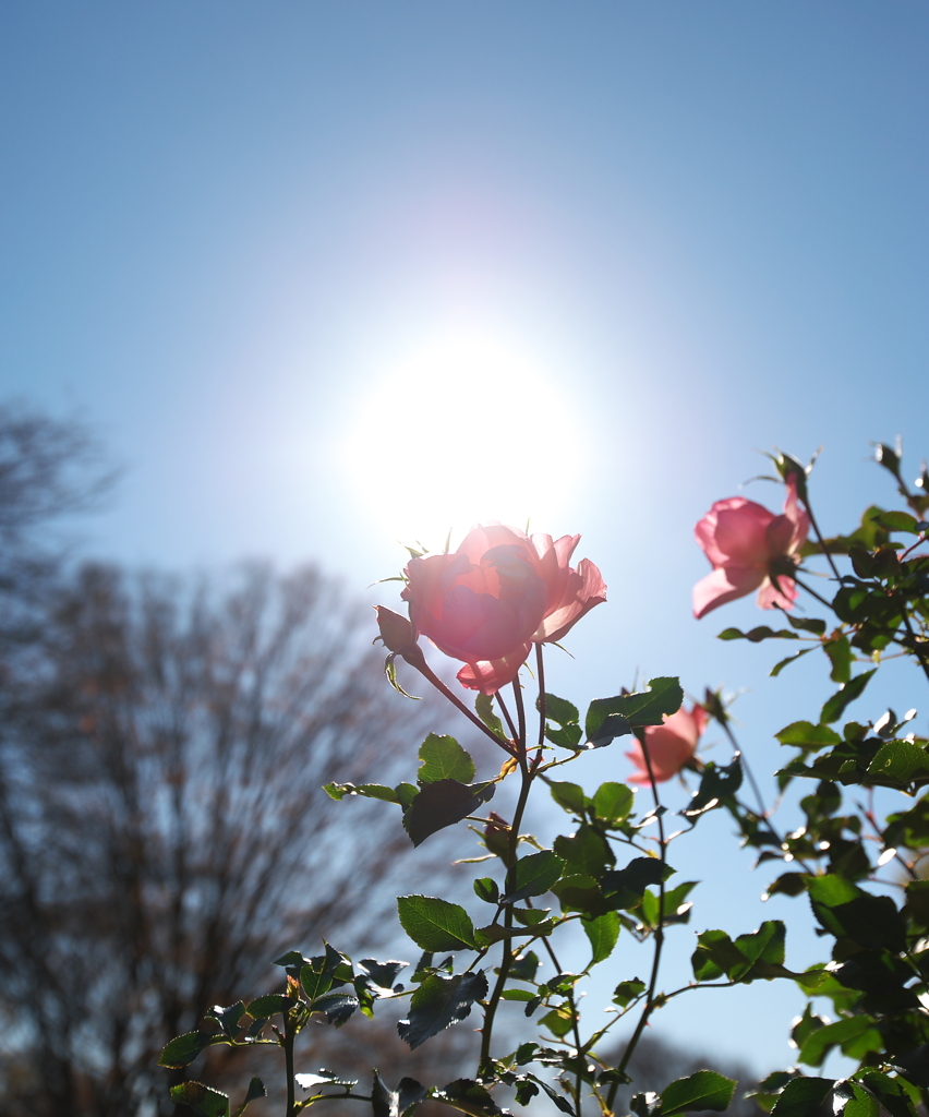 Roses in December