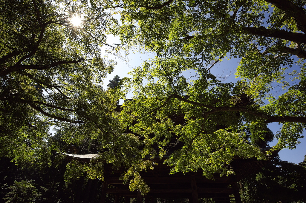 緑に包まれる三門（鎌倉・円覚寺）