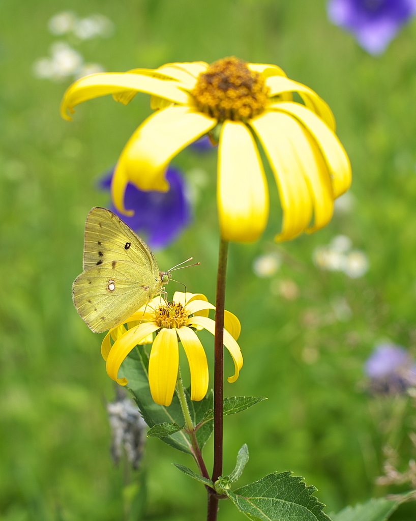 yellow