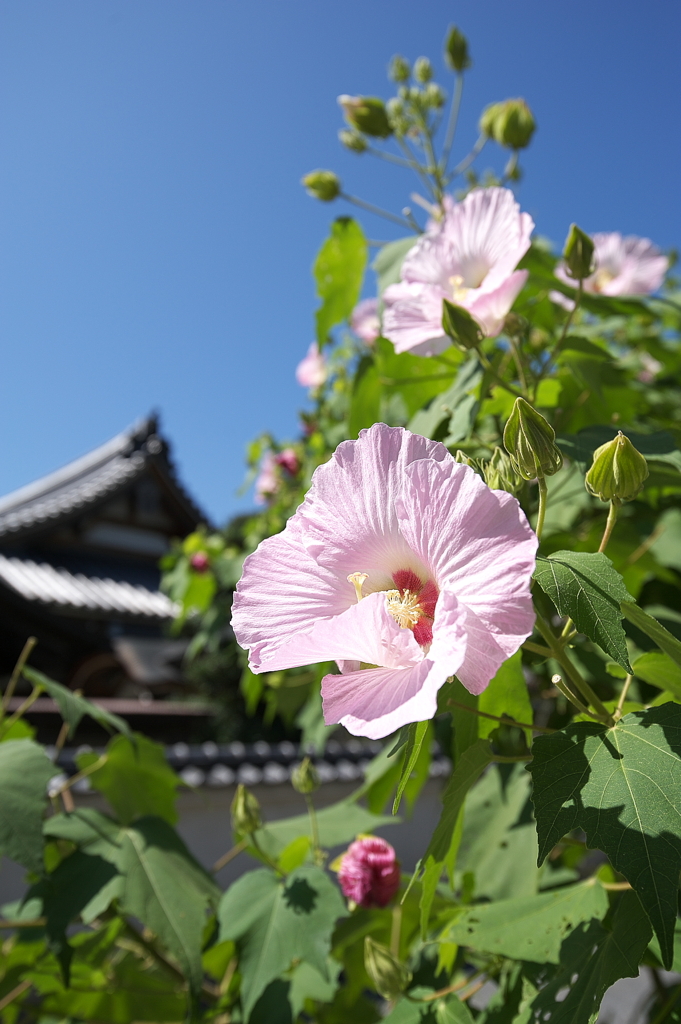 寺に咲く花