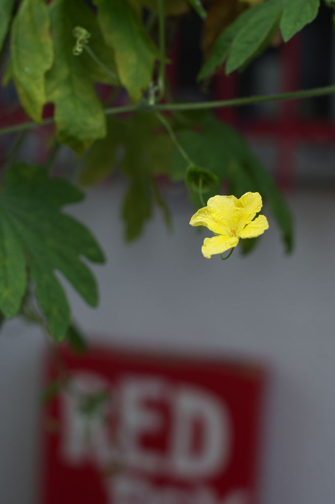 A Yellow Flower, RED