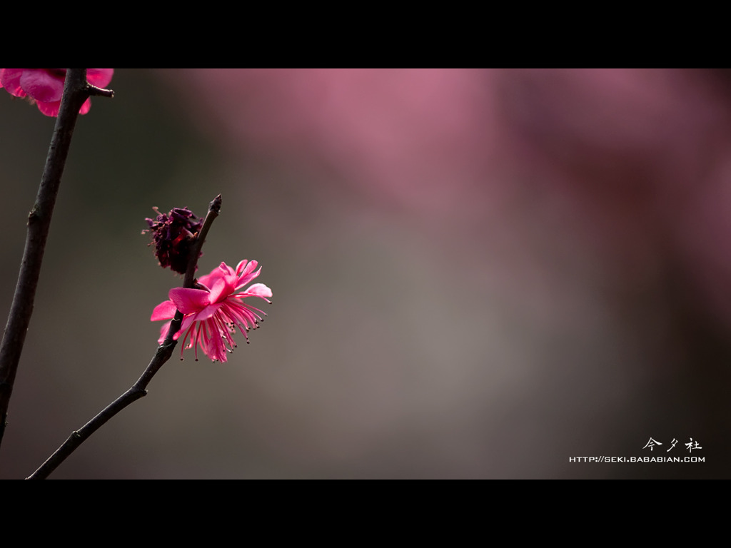 [10.04]梅園