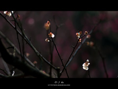 [10.04]梅園