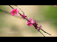 [10.04]梅園