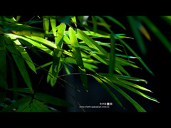 一日in成都
