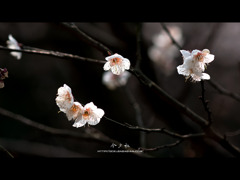 [10.04]梅園