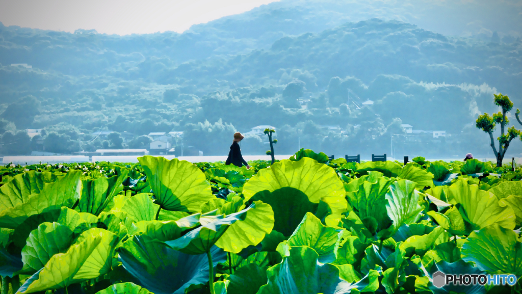 ハス園で散歩 2015