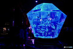 Blue Light fishbowl II
