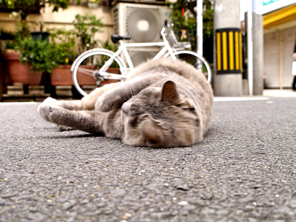 Sunday_flip : Finding Nagasaki cat