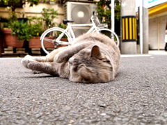 Sunday_flip : Finding Nagasaki cat