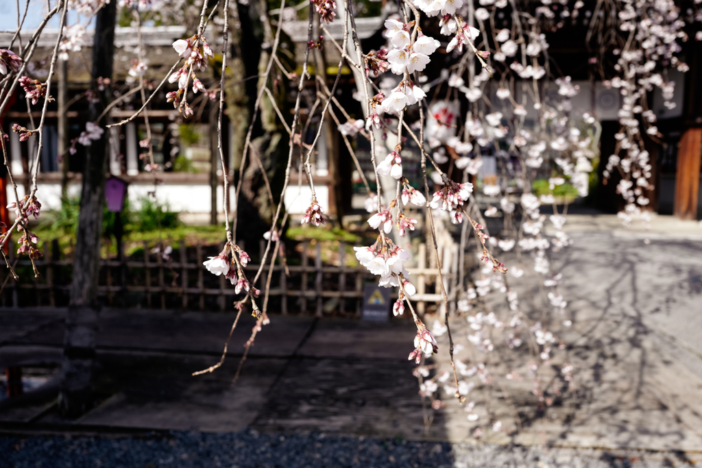 Sakigake Sakura, Kyoto 2021