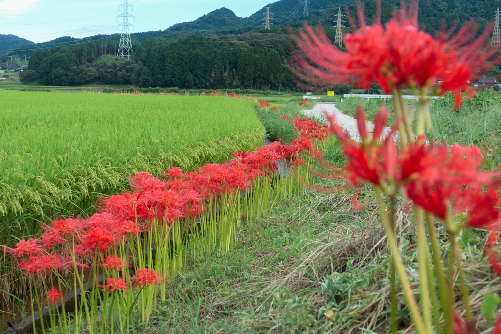 道行途中で