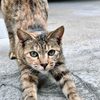 たまにはねこ歩き 2023 New 10