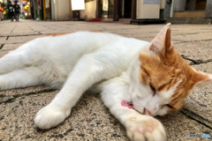 Finding Nagasaki Cat  2020 No.10