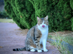 Finding Nagasaki Cat : Stray cat 2019