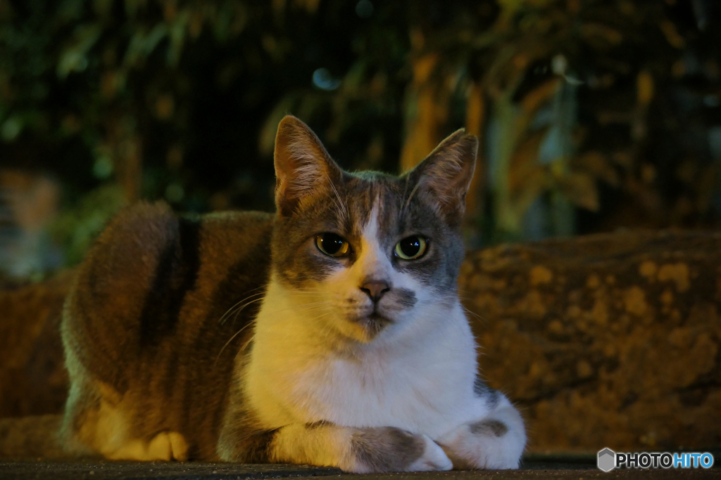 ふたりの好奇心：Finding Nagasaki Cats