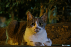 ふたりの好奇心：Finding Nagasaki Cats