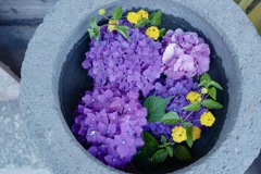 今日フォト：Hydrangea in Ishiusu pool