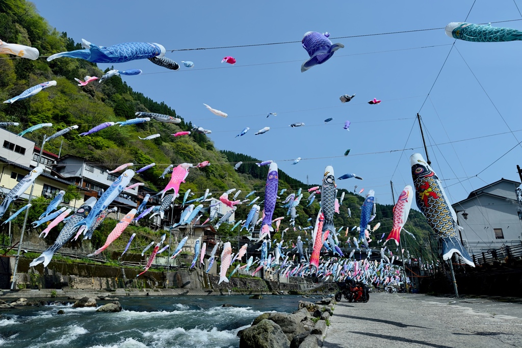 Carp Streamers 2024