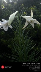 flowers blooming