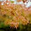 1st Autumn color
