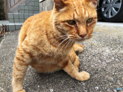 Finding NAGASAKI Cat 2020 #4