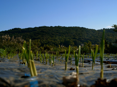 Garlic 12days after