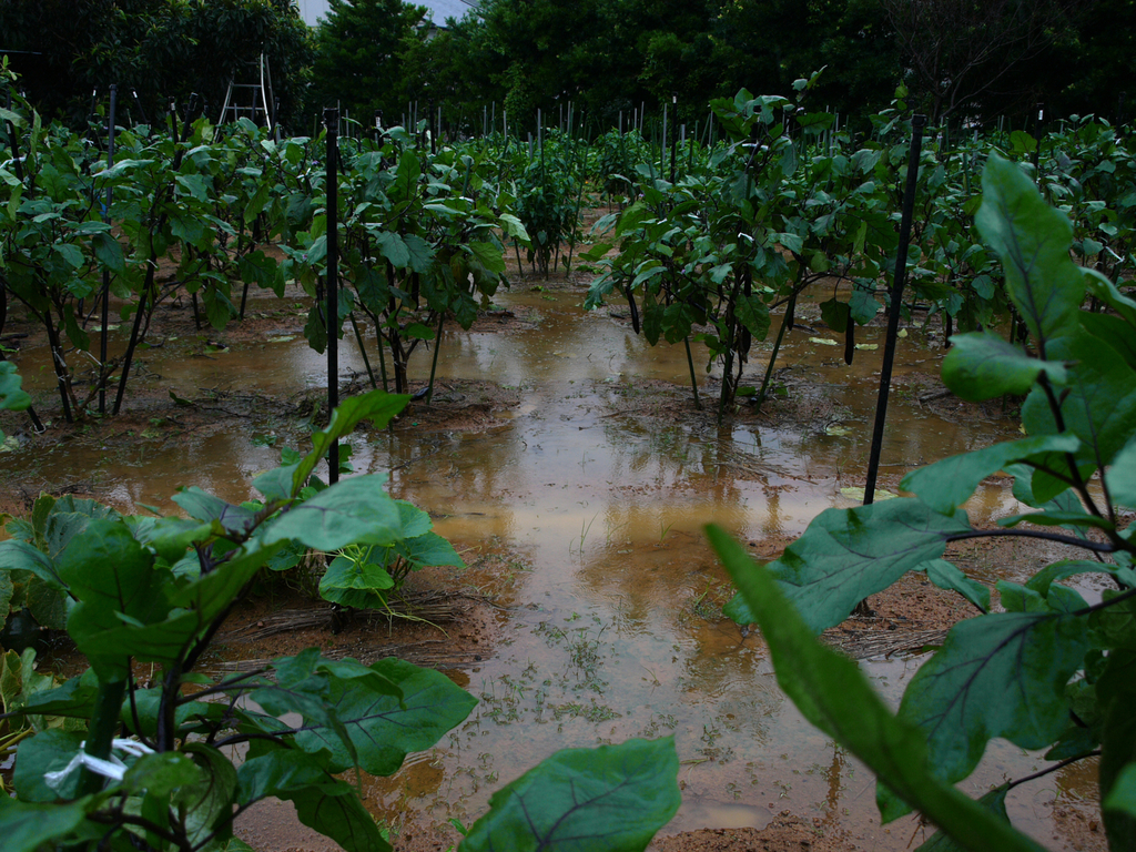 My tiny gerden farm / Summer