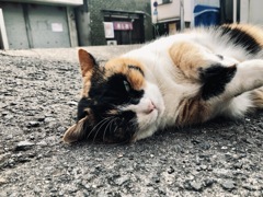 Finding NAGASAKI Cat 2019, 片淵のねこ