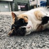 Finding NAGASAKI Cat 2019, 片淵のねこ