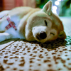 よるのチロちゃん