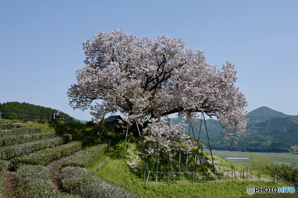 Agricultural Note alternative : 百年桜