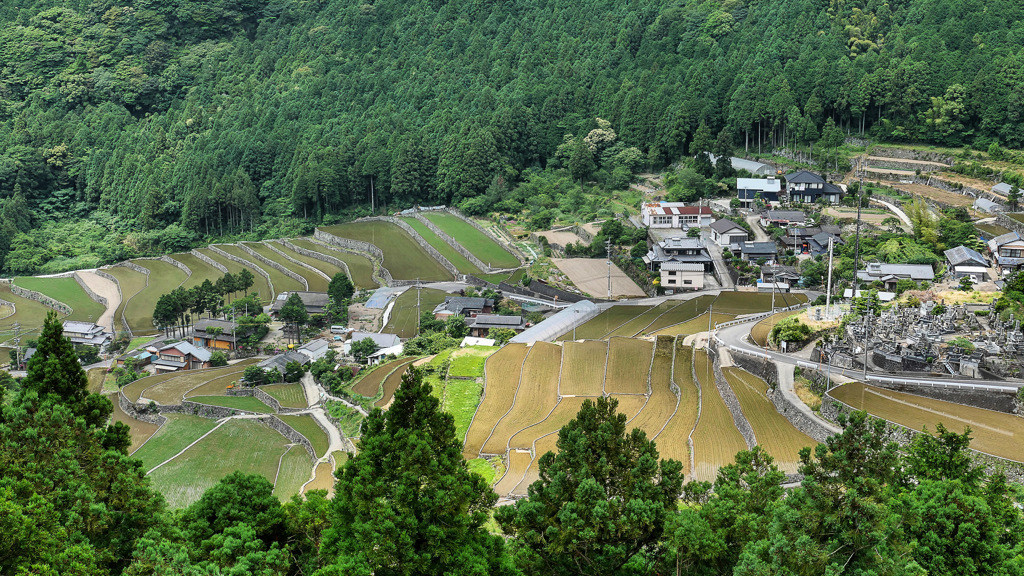 定点観測：清水棚田 2020 early summer