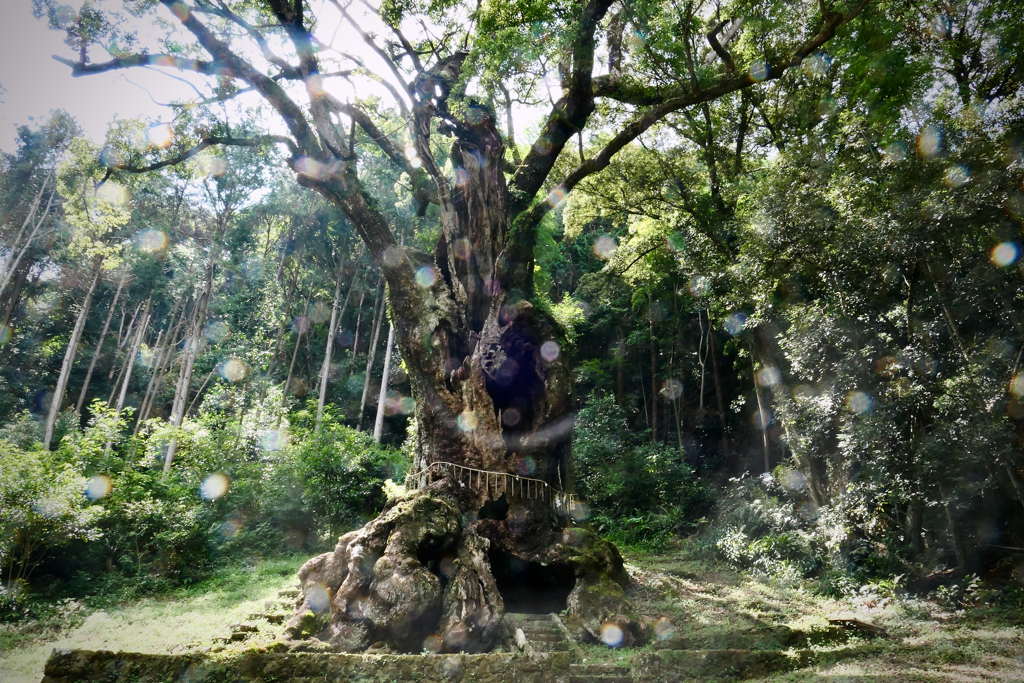 3000 years tree, Takeo Saga
