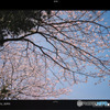 Sakura 2018, Somewhere Omura, Nagasaki